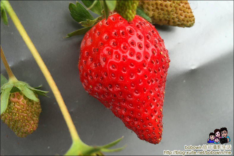 IMG_4233.JPG - 苗栗馬拉邦山採草莓